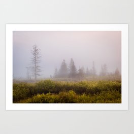 Canaan Valley Wildlife Refuge West Virginia Foggy Forest Landscape Photography Art Print