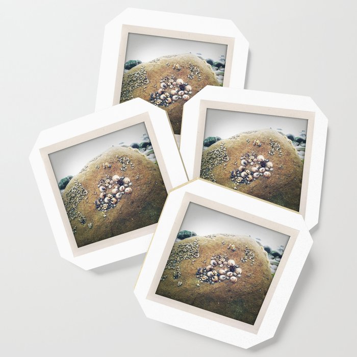 California Coast III: Beach photo of shell-covered rock, perfect for your wall or as a gift! Coaster