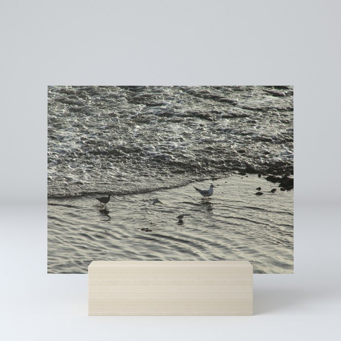 Shorebirds Wading Seashore Curlew Sandpipers Seagull Mini Art Print