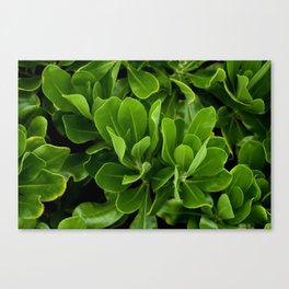 Leafy Greens Canvas Print