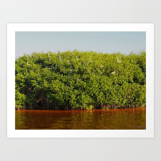 Pelicans Relax in Celestun Art Print