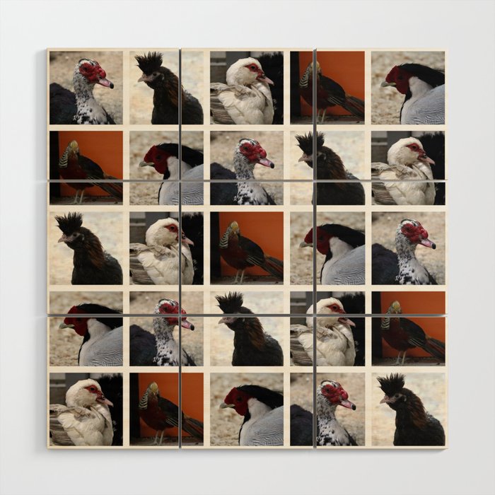 Closeup Animal Portraits Photographs. chickens, ducks Wood Wall Art
