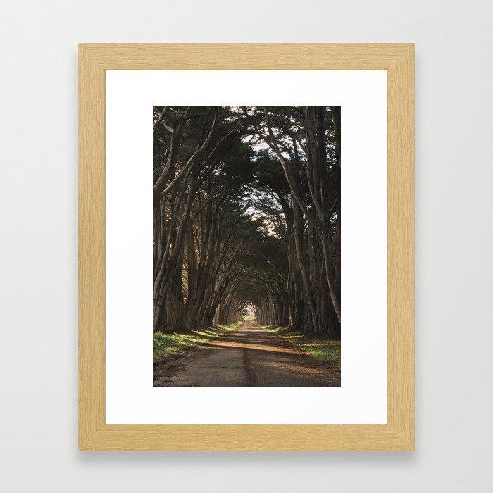 Cypress Tree Tunnel Framed Art Print