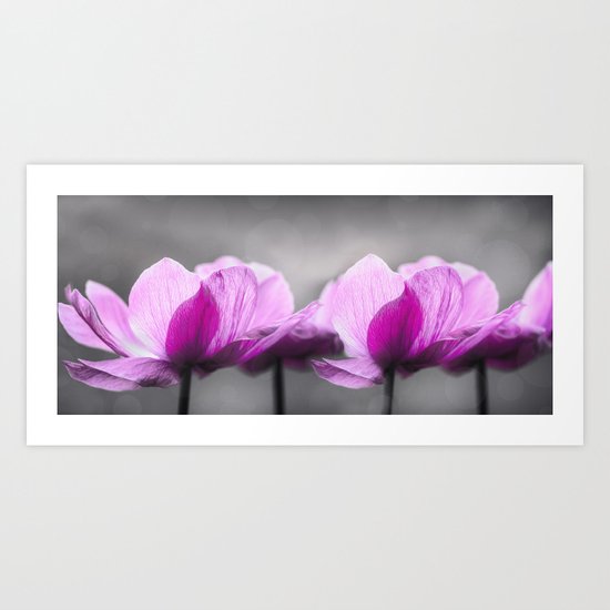 pink Anemone flowers on grey Art Print