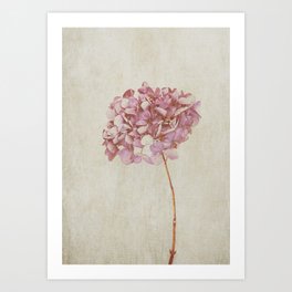 Pink Vintage Hydrangea Art Print