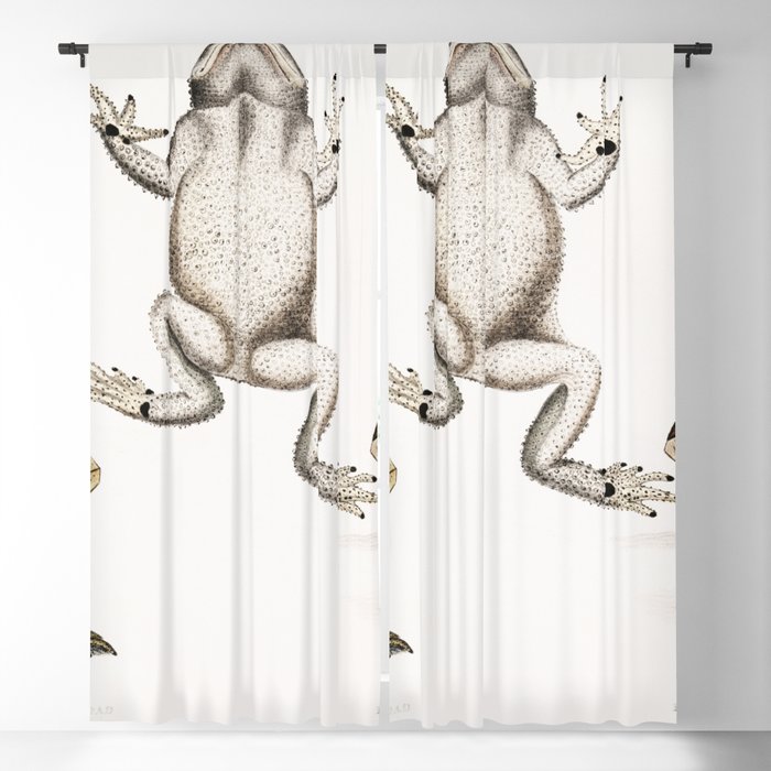 Keeled Nosed Toad & Doubtful Toad  Blackout Curtain
