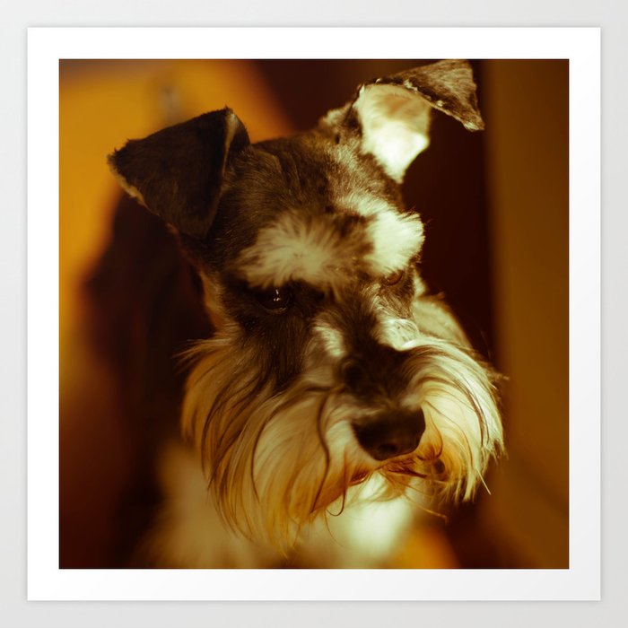 Miniature Schnauzer Art Print