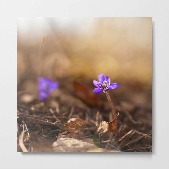 Come with me  Hepatica Forest #decor #society6 #buyart Metal Print