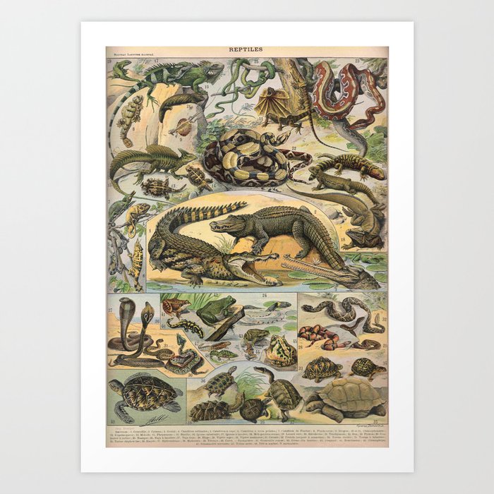 Reptiles Poster Vintage Art Print