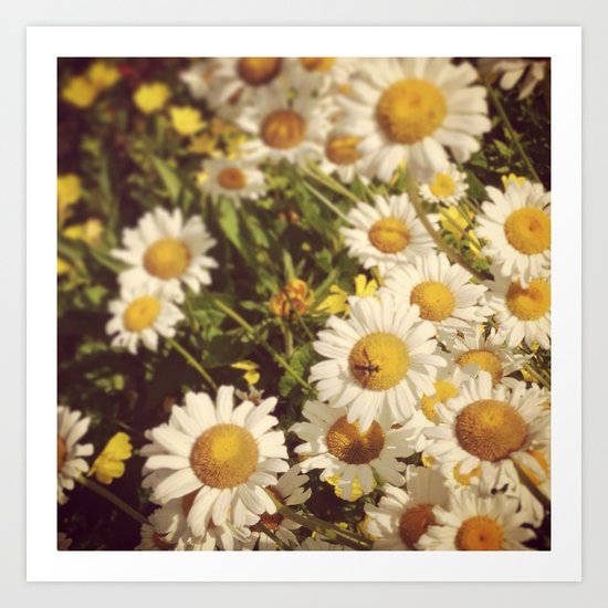 Garden Daisies Art Print