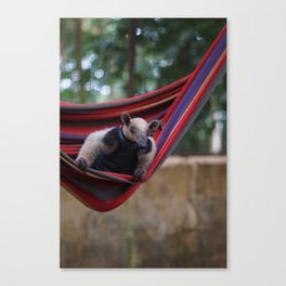 Anteater in a hammock in Costa rica Canvas Print
