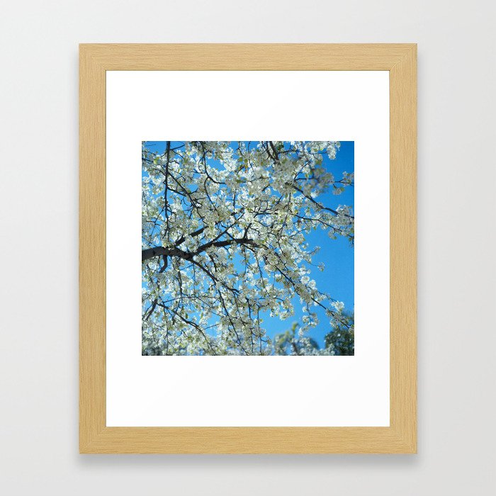 Flowering Pear Tree Framed Art Print