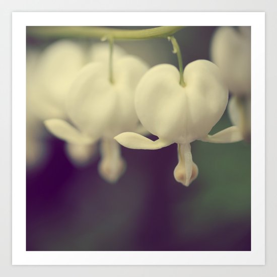 White Bleeding Heart Art Print