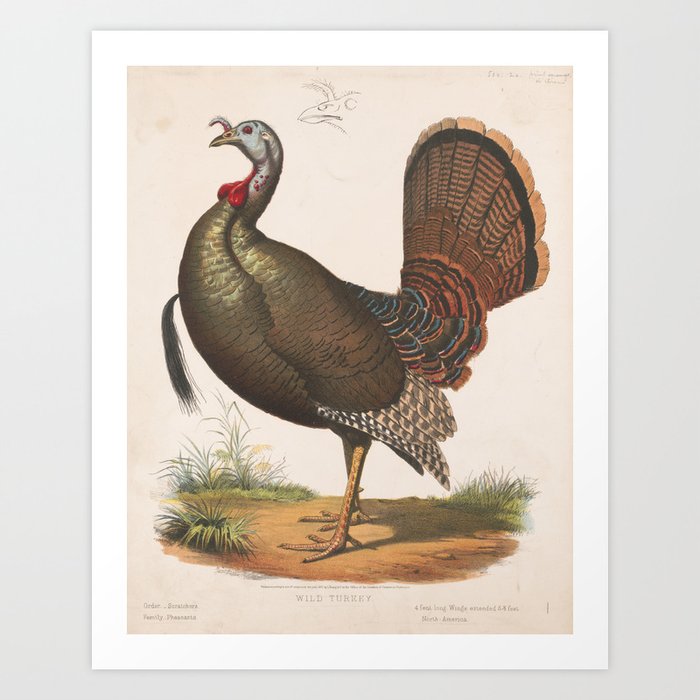 Vintage clearance wild turkey