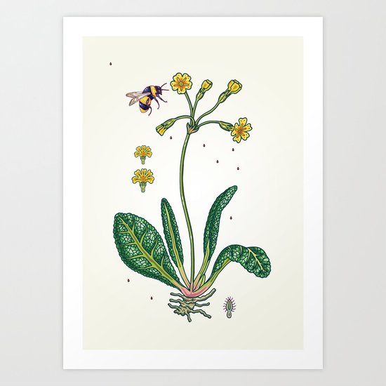 yellow cowslip and bee Art Print