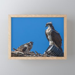 Western Ospreys In Wyoming Framed Mini Art Print