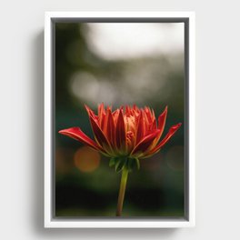 Cooper Blaine Dahlia In Red Framed Canvas