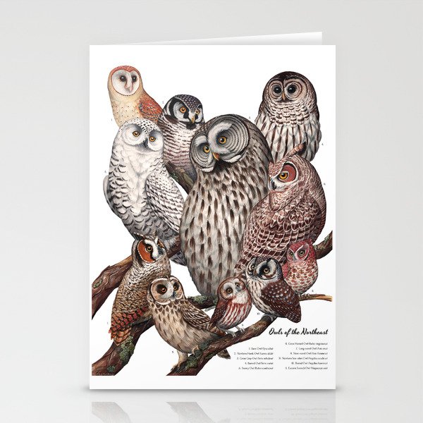 Owls of the Northeast Stationery Cards