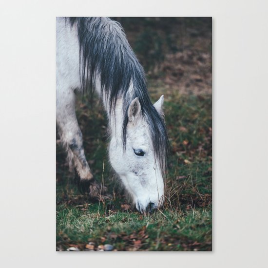 Gentle horse Canvas Print