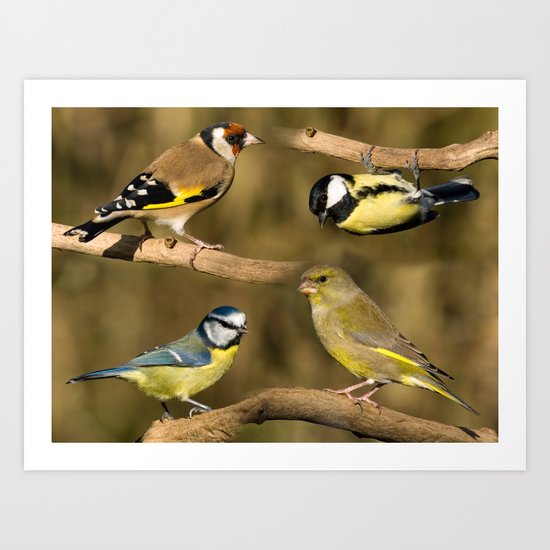 British Garden Birds Art Print