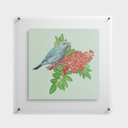 sanhaço azul | blue bird Floating Acrylic Print