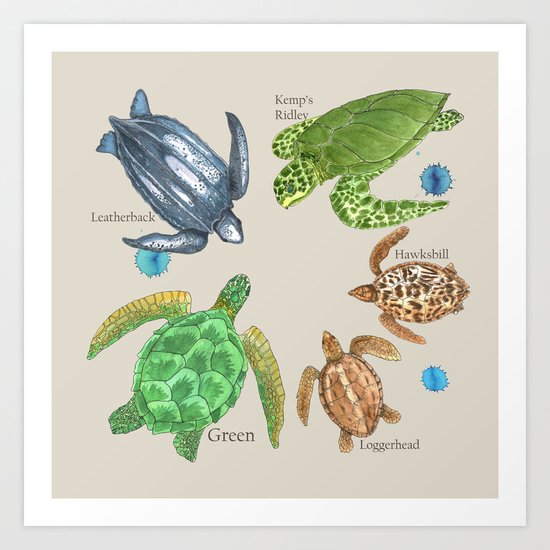 Sea Turtle Types Art Print