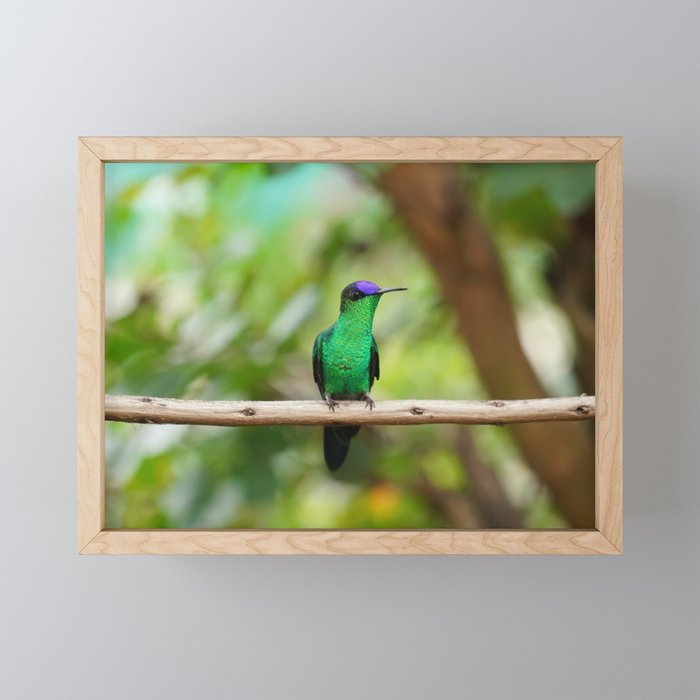 Violetcapped Woodnymph Hummingbird Framed Mini Art Print