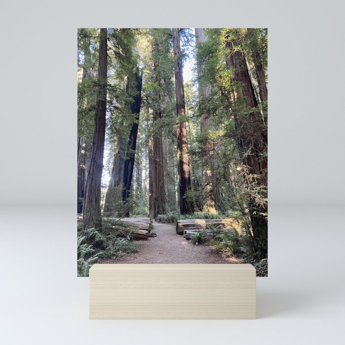 The California Redwoods Mini Art Print