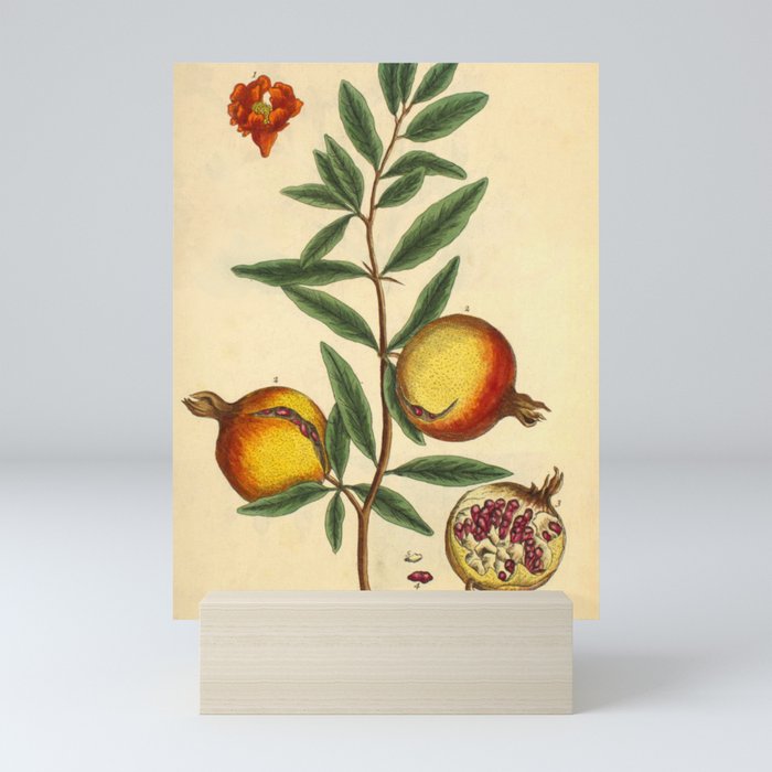 Pomegranate by Elizabeth Blackwell from "A Curious Herbal," 1737 (benefiting The Nature Conservancy) Mini Art Print