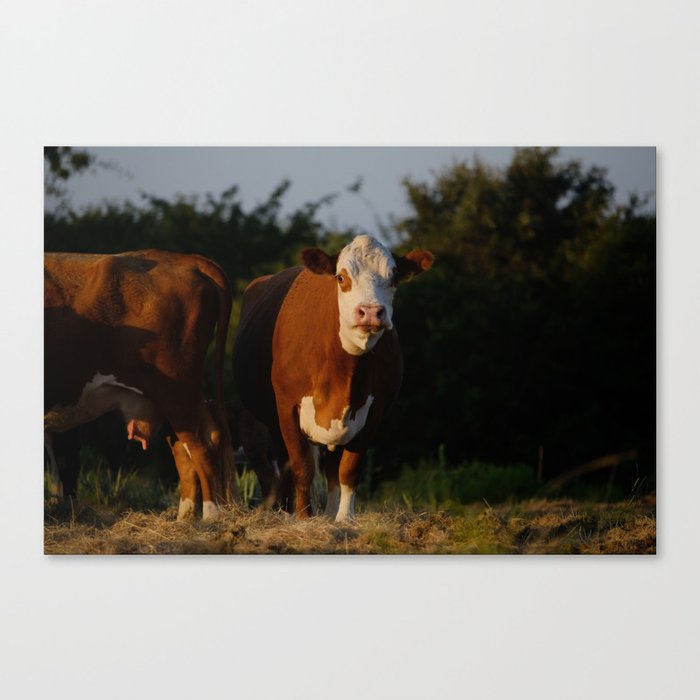 Hereford cows on Texas ranch Canvas Print