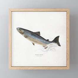Atlantic salmon scientific illustration art print Framed Mini Art Print