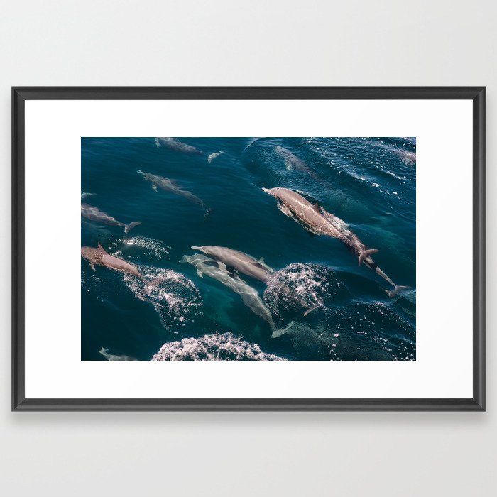Dolphins III Framed Art Print