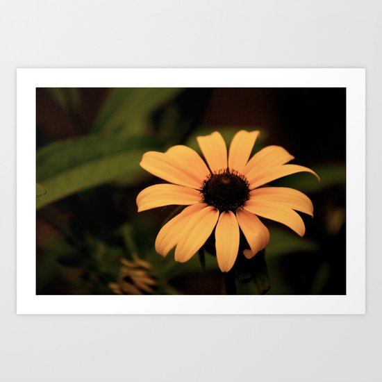 Faded Sunflower Art Print