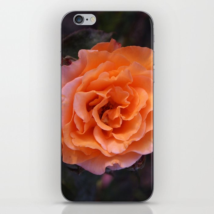 Holland Park Rose iPhone Skin