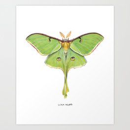 Luna Moth (Actias luna) II Art Print