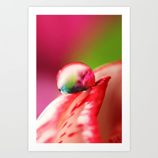 Carnation Drop Art Print