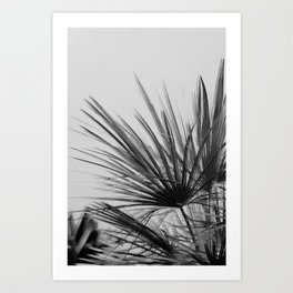 Black and White Palm Tree | Valencia Spain Flora prints | Tropical Wall Art photo art Art Print