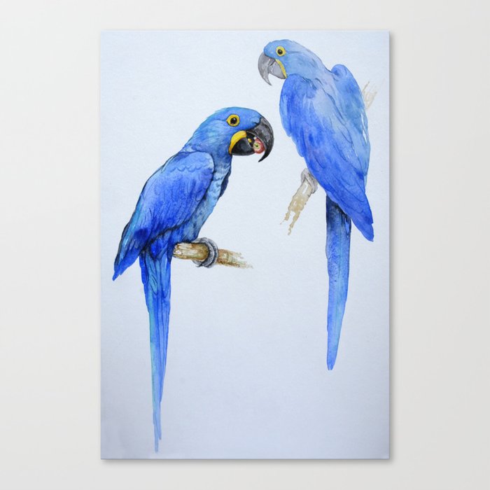 Hyacinth macaws, beautiful blue parrots Canvas Print
