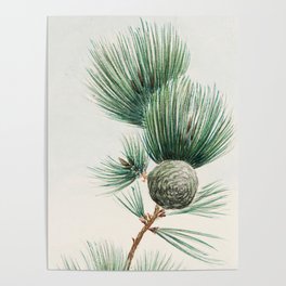 Japanese Painting of Pine Tree & Pine Cone,Vintage Botanical Green Tree Painting Poster