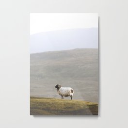 Sheep at Evening Metal Print