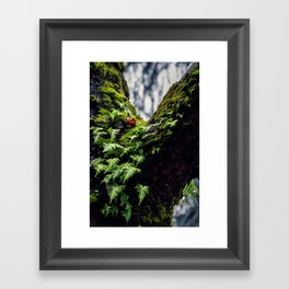 Fern Framed Art Print