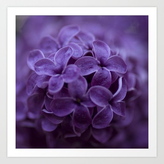 Lilac Art Print