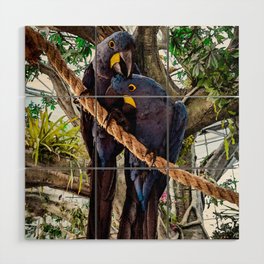Hyacinth Macaws Wood Wall Art