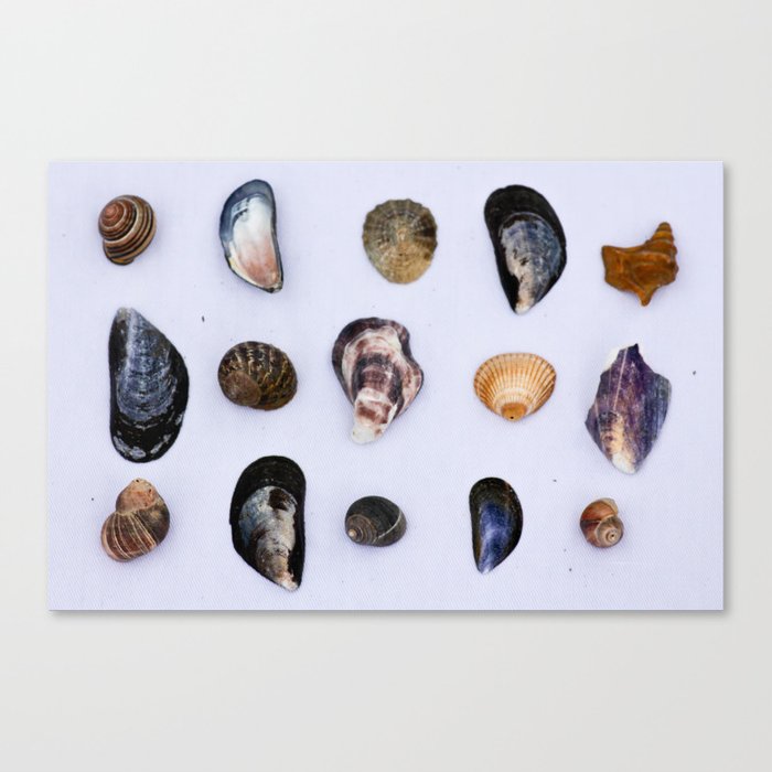 English Seashells Canvas Print