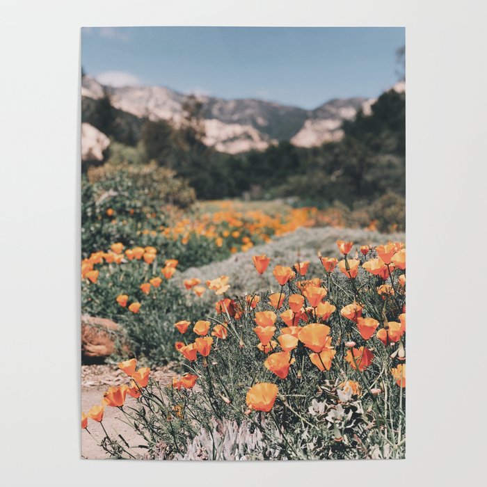 California Poppies // Santa Barbara, CA Poster
