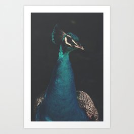 Peacock and Proud - Beautiful Bird photography by Ingrid Beddoes Art Print