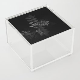 B&W growth Acrylic Box