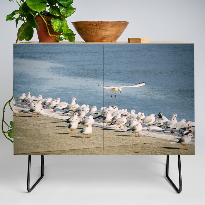 Seagulls | Coastal Birds Nature Photography  Credenza