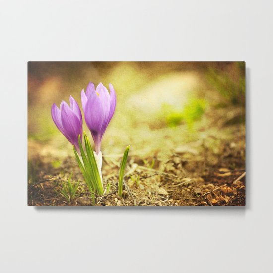 Crocus Metal Print