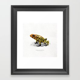 Harlequin poison dart frog art print Framed Art Print